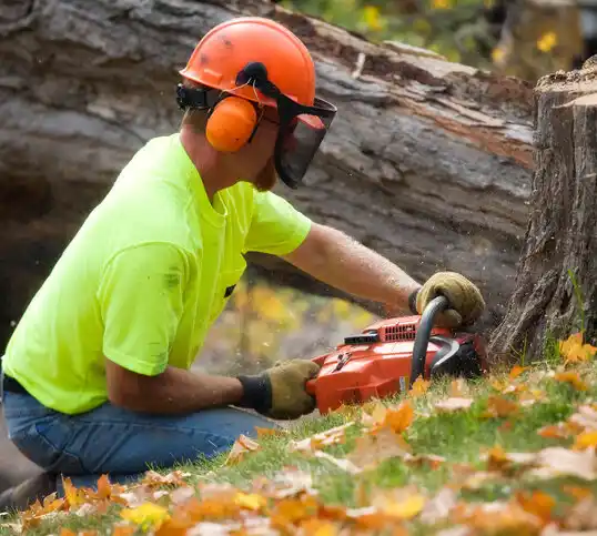 tree services Chisago City